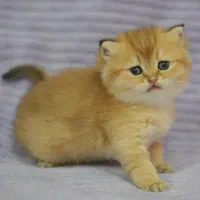 مجموعه دکتر نادری ((گربه های بریتیش))|گربه|اصفهان, باغ نگاره|دیوار