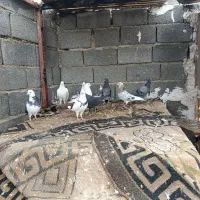 کبوتر فروشی