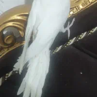 عروس هلندی آلبینو