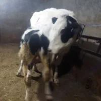 یک راس تلیسه شکم اول|حیوانات مزرعه|تبریز, |دیوار