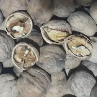 گردوی سفید وخوش مزه|خوردنی و آشامیدنی|میاندوآب, |دیوار