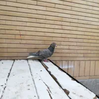 ماده رنگه جفگاه، نر رنگه دورگ هوایی جنگنده|پرنده|مشهد, سرافرازان|دیوار