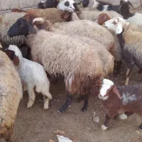 گوسفند بره دار وآبستن سنگین