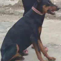سگ دوبرمن