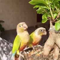 جفت پرنده گرینچیک|پرنده|مشهد, دانشجو|دیوار