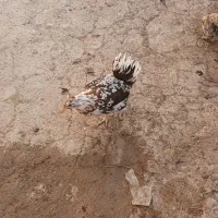 فروش مرغ وخروس وجوجه بوقلمون|حیوانات مزرعه|شهرکرد, |دیوار