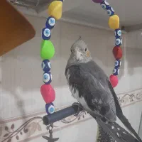 گم شده دیروز در هفت تیر نزدیک میدان شهرداری