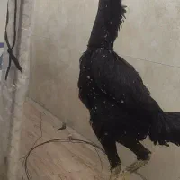 خروس لاری اوشامو یه تیغ مشکی فول کیفیت