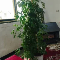گل قزوان|گل و گیاه طبیعی|مریوان, |دیوار