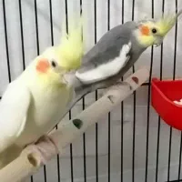 یک جفت عروس هلندی