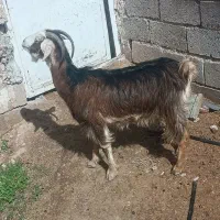 بز ابستن|حیوانات مزرعه|داراب, |دیوار