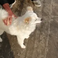 پامر اشپیتز