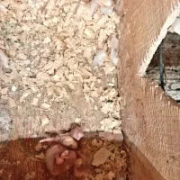 عروس هلندی نژاد البینو سرلاکی