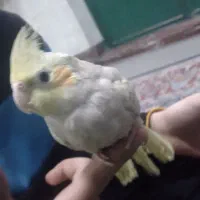 عروس هلندی  فوری