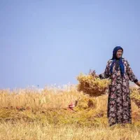 کشاورزی