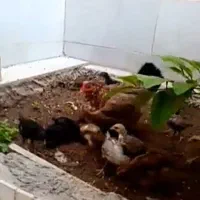 مرغ درجه یک با ۲۳تا جوجه یک ماهه