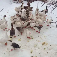 قاز برای فروش