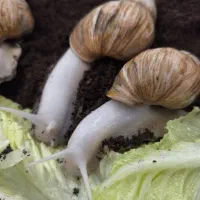 حلزون پرورشی|خزنده|چالوس, |دیوار