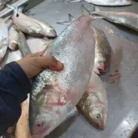 تور ماهی صبور گب 11