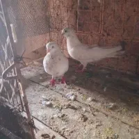 امیدیه هستم