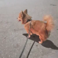 سگ پاکوتاه|سگ|تاتار علیا, |دیوار