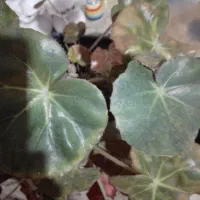 گل سانسوریای پوست ماری|گل و گیاه طبیعی|لنگرود, |دیوار