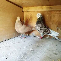 کفتر شازده هما سرور زرد طلا پرشی