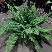 سرخسی پر و با کیفیت