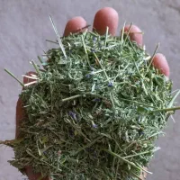 خوراک دامی * کاه و یونجه * قیمت*عا*لی