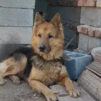 سگ ژرمن گمشده