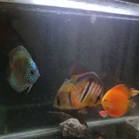 دیسکس ۵و ۶اینچ