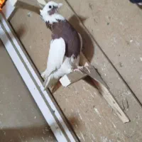 طوق سرخ بزن معاوضه|پرنده|مرودشت, ثبت احوال|دیوار