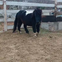 اسب فلابلا (پونی)|اسب و تجهیزات اسبسواری|لواسان, |دیوار