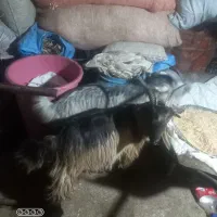 ۲عددتیشتر نر چاق اخلاقی دارم فروشی|حیوانات مزرعه|شوشتر, |دیوار