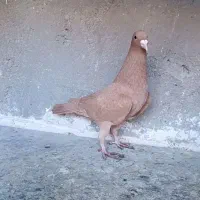 کبوتر|پرنده|تربت‌حیدریه, کلاته توکلی|دیوار