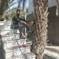 خدمات نخل بری زارعی