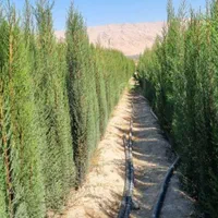 سرو ناز شیراز، کاج کله قندی و توپی مشهد.کاج تهران