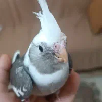 عروس هلندی آلبینو|پرنده|رشت, نیکمرام|دیوار