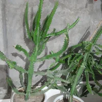 گل ودرخت طبیعی باقیمت مناسب|گل و گیاه طبیعی|قشم, |دیوار