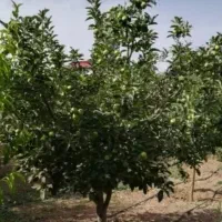 فروش باغ سیب یاسوج  ابتدایی جاده چالبنیو ، دشتروم