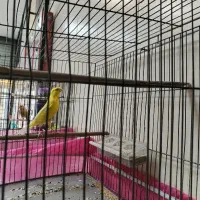 قناری سوپر رسمی نر مست مست