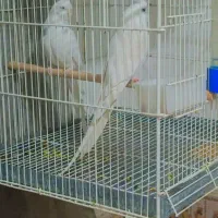 جفت عروس هلندی آلبینو و دوکت