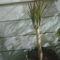 گل دِراسِنا