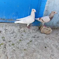یک جفت اوغون کاکلی