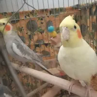 عروس هلندی نروماده|پرنده|قاهان, |دیوار