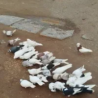 حدود ۳۰عدد کبوتر