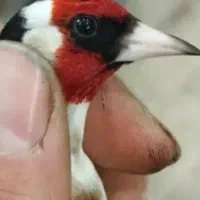 سهره باغی|پرنده|کوهدشت, |دیوار