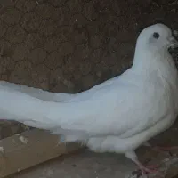 اصفهانی پر سو قدیم|پرنده|خمینیشهر, |دیوار