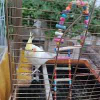 عروس هلندی لوتینیو زعفرانی ماده جوان|پرنده|کبودرآهنگ, |دیوار