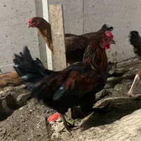 خروس محلی و خروس لاری|حیوانات مزرعه|گرگان, |دیوار